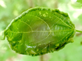 Phytoptus tetratrichus gall